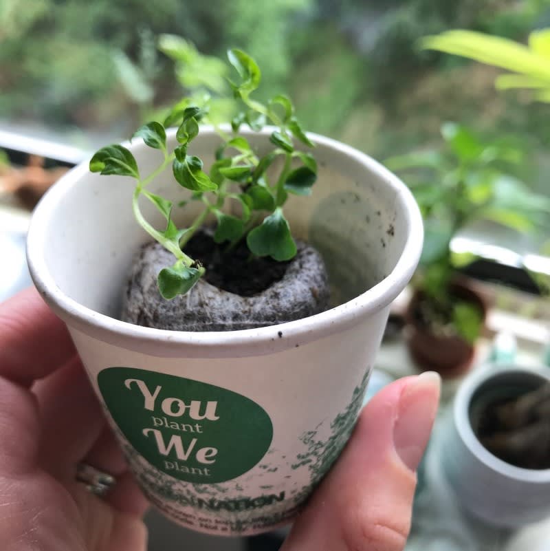 You Plant We Plant Tree Kits Happy Pack, We Plant 30 More Trees